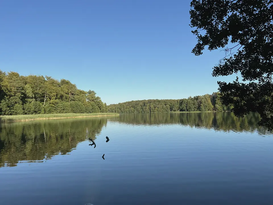 Der Liepnitzsee bei Lanke unter blauem Himmel, am Ufer dichter Mischwald, der sich im Wasser spiegelt