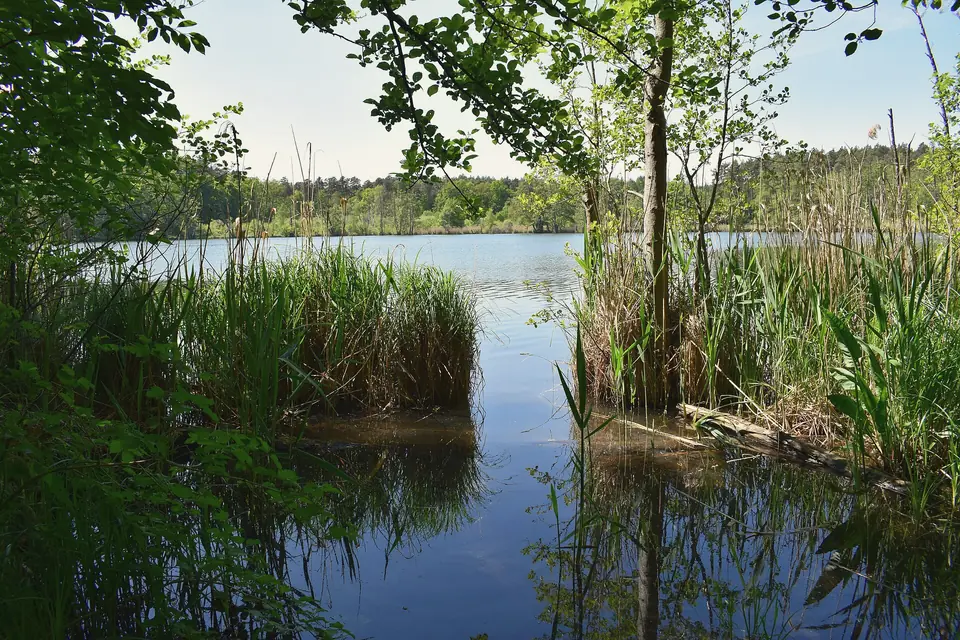 Blick zwischen Schilf und Bäumen auf den Plötzensee bei Bernau, am anderen Ufer Wald unter blauem Himmel