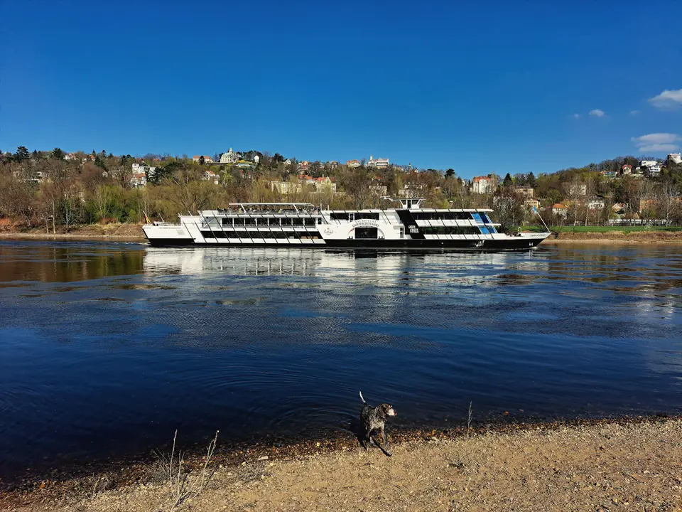 Fahrgastschiff auf der Elbe, dahinter der grüne Elbhang mit Villen auf der Loschwitzer Seite unter tiefblauem Himmel