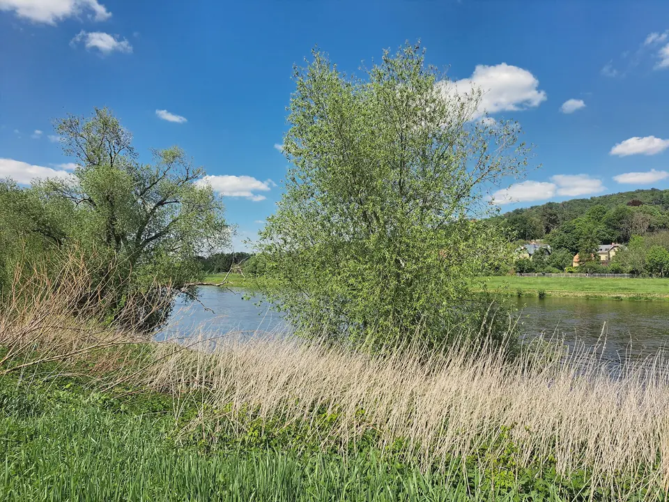 Elbufer in Blasewitz mit Schilf und Weiden im Vordergrund, dahinter die Elbe und grüne Hänge mit Villen unter blauem Himmel