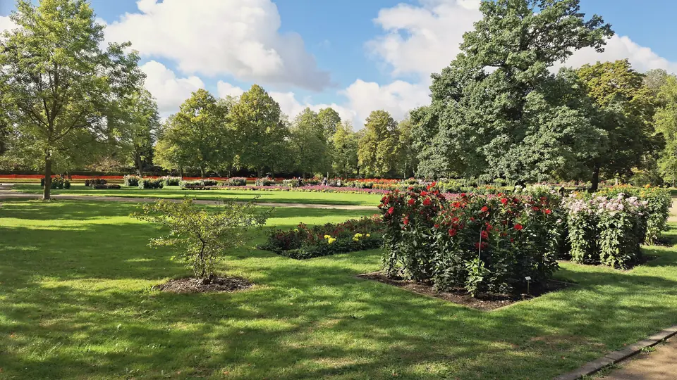 Dahliengarten im Großen Garten mit roten und weißen Blüten auf einer Wiese, dahinter hohe Bäume und blauer Himmel mit Wolken