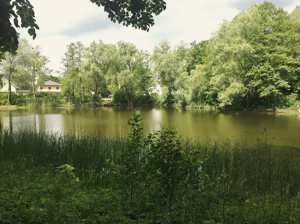 Der Lindenweiher in Finkenkrug mit Schilf im Vordergrund, dichten Laubbäumen am Ufer und einem hellen Haus dahinter