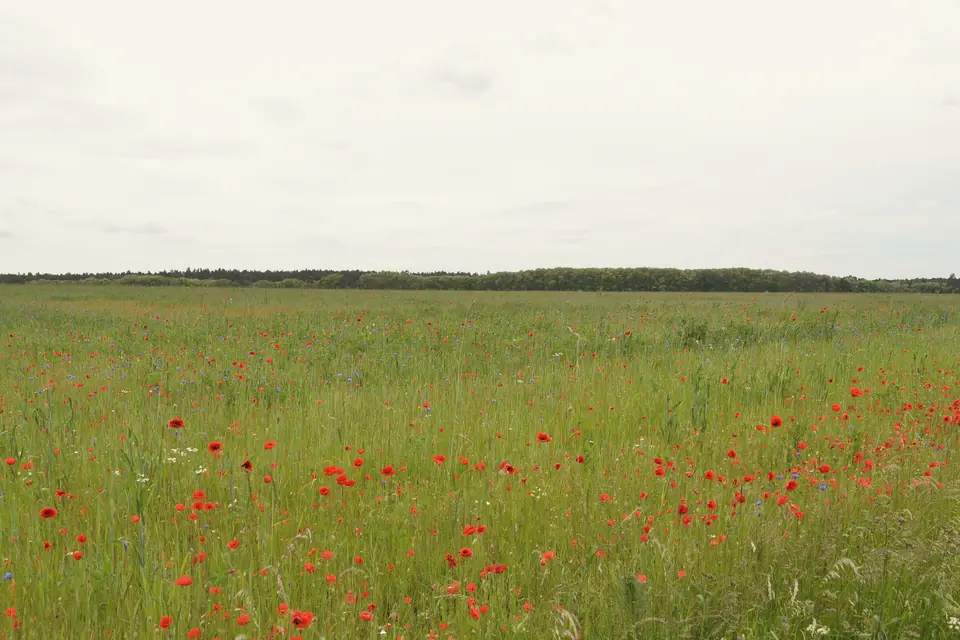 Weite Wiese im Havelländischen Luch mit rotem Mohn und Kornblumen, am Horizont ein Waldstreifen unter bedecktem Himmel