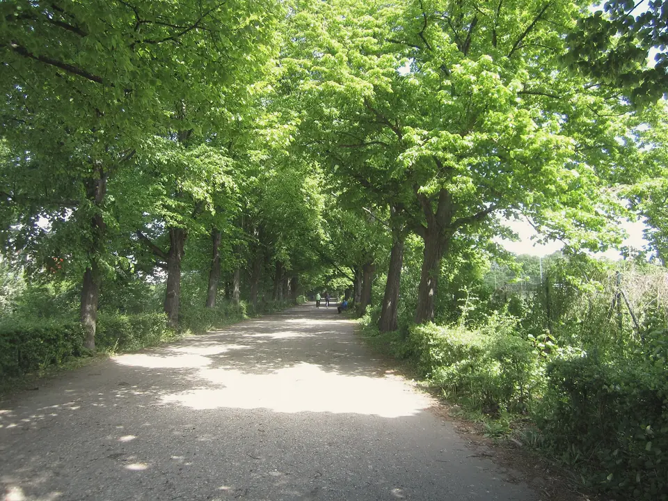Breiter, sonnenfleckiger Weg unter hohen Laubbäumen am Westrand des Mariannenparks, rechts dichtes Gebüsch
