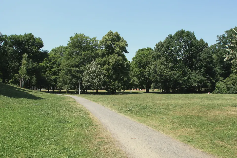 Ein Weg durch den Clara-Zetkin-Park mit Rasenflächen und hohen Laubbäumen im Sommer