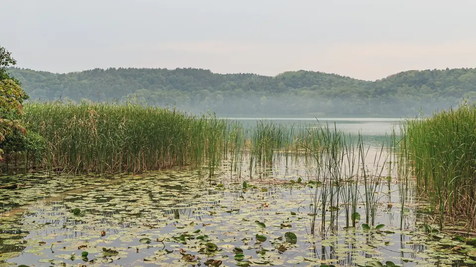 Schilf und Seerosen am Ufer des Schermützelsees in Buckow, dahinter die bewaldeten Hügel der Märkischen Schweiz im Morgendunst