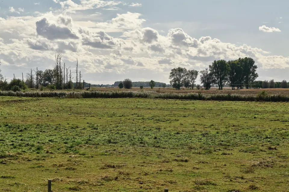 Weite, flache Weide im Oderbruch, am Horizont einzelne Baumgruppen und abgestorbene Bäume, darüber ein hoher Himmel mit Haufenwolken