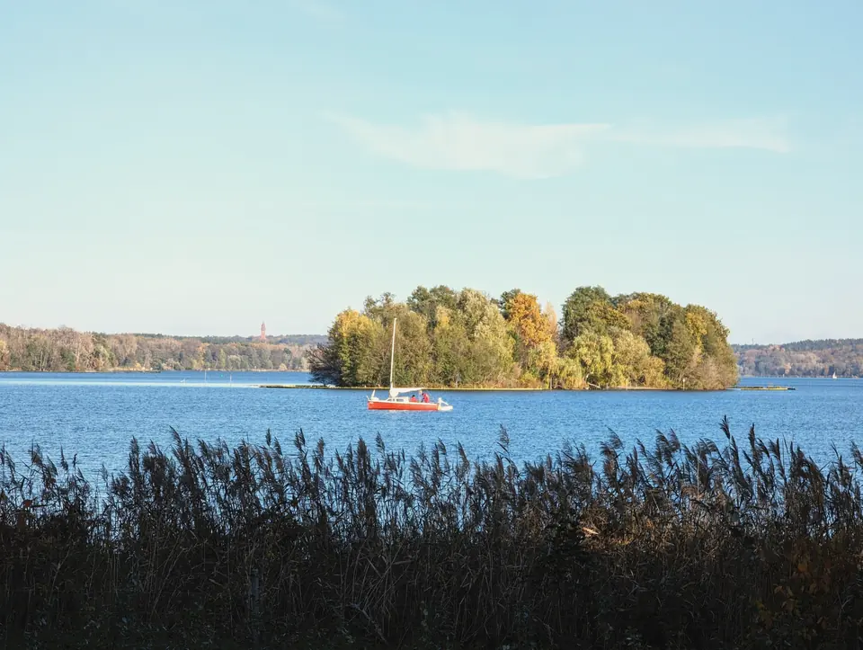 Blick über die blaue Havel auf eine kleine bewaldete Insel im Herbstlaub, davor ein Segelboot, im Vordergrund Schilf