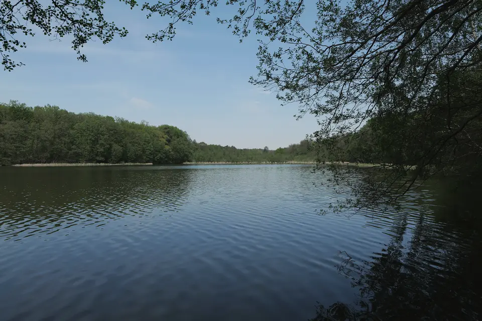 Die Krumme Lanke des Rangsdorfer Sees mit ruhigem, blau schimmerndem Wasser, gegenüber ein dicht bewaldetes Ufer mit Schilfsaum, vorn rechts überhängende Zweige, blauer Himmel