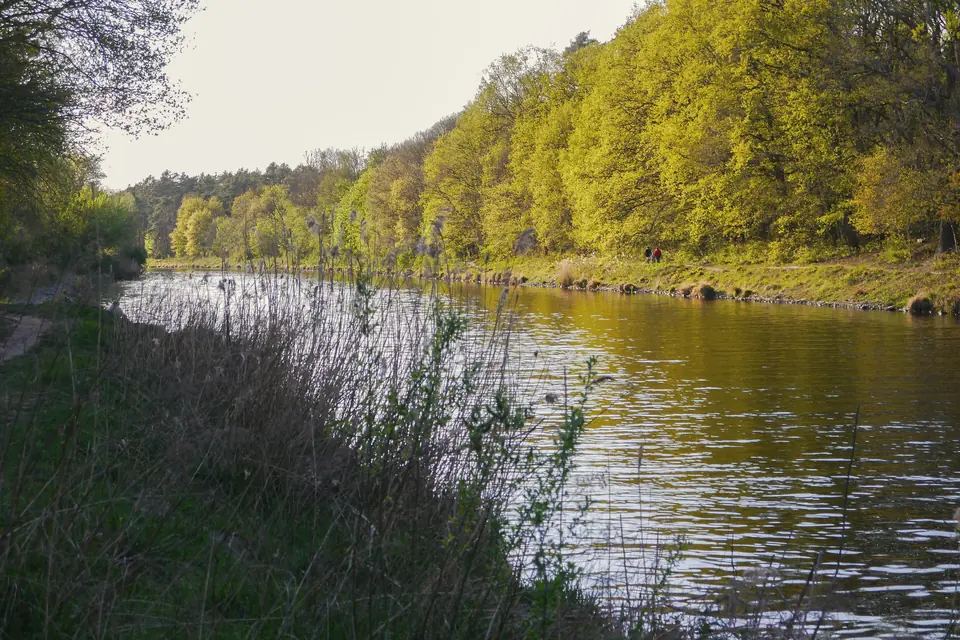 Der Teltowkanal zwischen grünen Ufern, rechts ein Hang mit hellgrünen Laubbäumen im Frühling, vorn Schilf und Gräser am Wasser